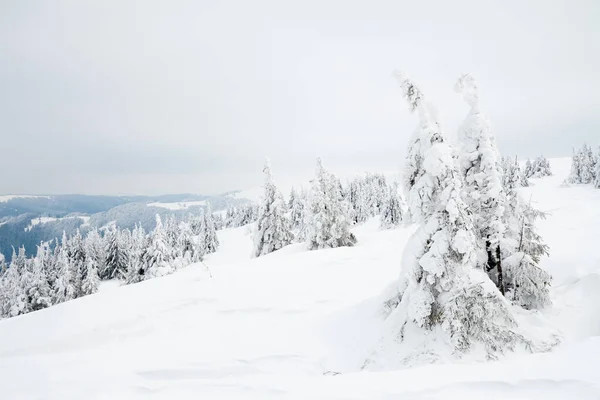 Carpathian mountains, Ukraine. Beautiful winter landscape. The forrest ist covered with snow. — Photo