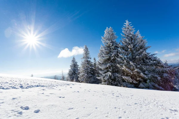 Güneşli bir kış gününde, karla kaplı köknar ağaçlarıyla kaplı güzel bir kar tepesi mavi gökyüzüne karşı duruyor. Kuzey ülkesinde el değmemiş güzel doğa kavramı.
