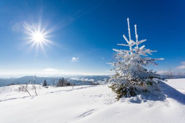 Güneşli bir kış gününde, karla kaplı köknar ağaçlarıyla kaplı güzel bir kar tepesi mavi gökyüzüne karşı duruyor. Kuzey ülkesinde el değmemiş güzel doğa kavramı.
