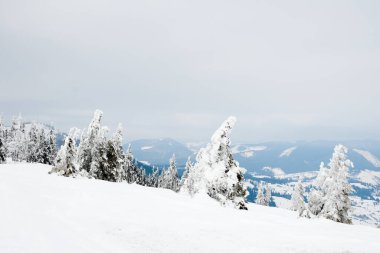 Karpat Dağları, Ukrayna. Güzel kış manzarası. Orman işçisi karla kaplı..