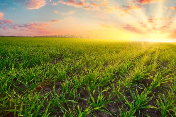 해 가 지는 곳에 있는 푸른 밀밭에서 여름에는 풀 이무성하게 피어 하늘을 나고 있다 로열티 프리 스톡 이미지