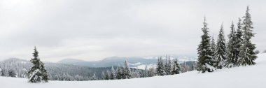 Karpat Dağları, Ukrayna. Kış dağlarında karla kaplı ağaçlar - Noel karlı zemin