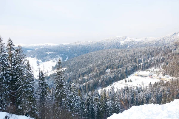 Kış Harikalar Diyarı arka plan. Soğuk güneşli bir günde dağ çam ormanı. Karlı ağaçlar ve mavi gökyüzü