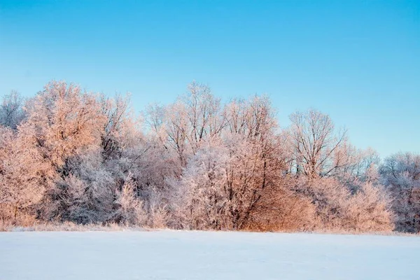 降雪期间，冬季的大气景观上覆盖着霜冻干燥的植物。冬季圣诞背景 — 图库照片