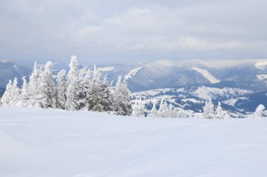 Karpat Dağları, Ukrayna. Kış dağlarında karla kaplı ağaçlar - Noel karlı zemin