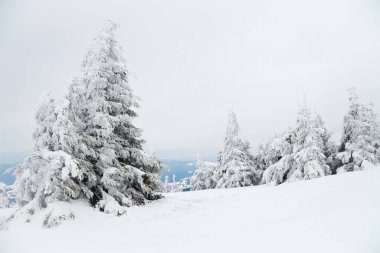 Karpat Dağları, Ukrayna. Güzel kış manzarası. Orman işçisi karla kaplı..