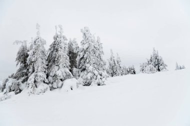 Carpathian mountains, Ukraine. Beautiful winter landscape. The forrest ist covered with snow.