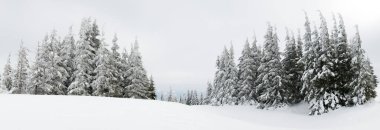 Karpat Dağları, Ukrayna. Kış dağlarında karla kaplı ağaçlar - Noel karlı zemin