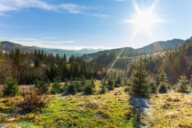 Sabah erkenden güneşli bir orman. Güneş ilk dalları yararak havada güzel ışınlar oluşturur. Çimenler buz tutmuş. Karpat Dağları. Ukrayna