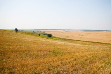 Kharkiv, Ukrayna. Tahılların hasat edildiği bir tarımda altın buğday olgunlaşır. Altın tanecikler.