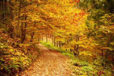 Sonbahar ormanlarında yol, ağaçların arasından parlayan güneş. Sonbahar yaprakları.