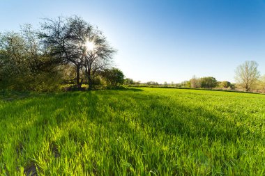 Yeşil buğday tarlası gün batımında güneş parlıyor çimenler yaz gününde ağaçlar sıralanır