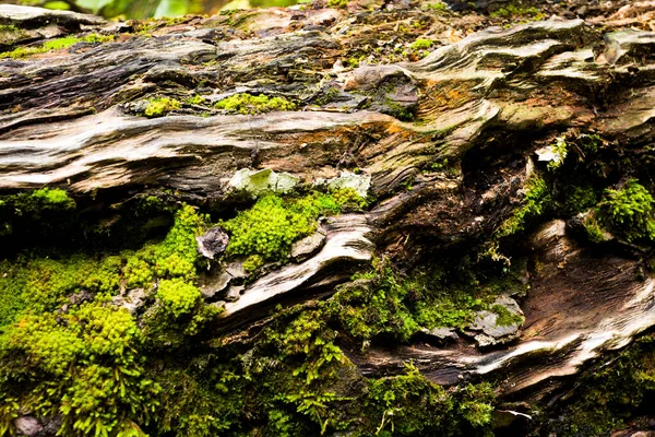 Küçük bir deresi, vahşi bir nehri ve renkli yaprakları olan güzel bir sonbahar ormanı. Sonbaharda Ukrayna ormanları. Karanlık Orman.