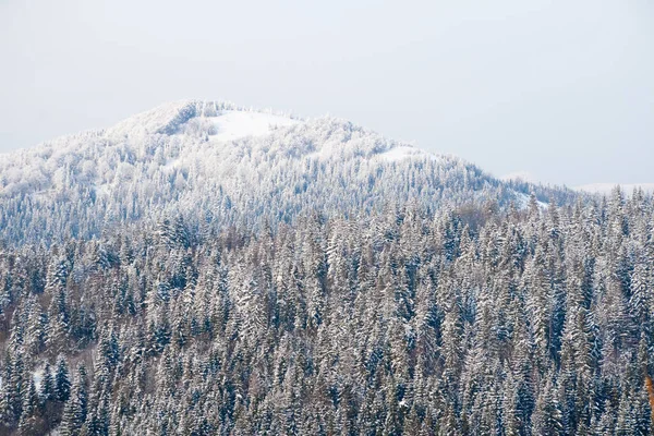 Hiver arrière-plan pays des merveilles. Journée ensoleillée glacée dans la forêt d'épinettes de montagne. Arbres enneigés et ciel bleu — Photo
