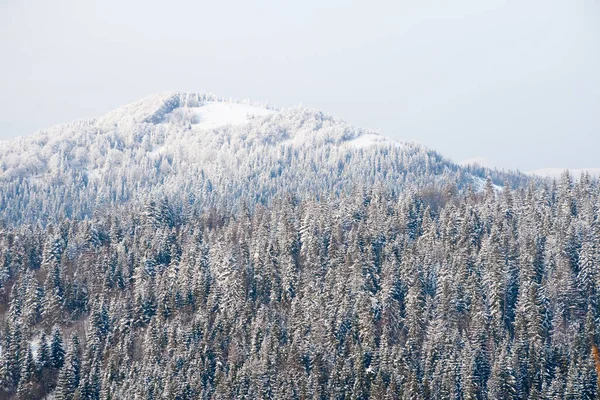 Inverno país das maravilhas fundo. Dia ensolarado gelado na floresta de abeto de montanha. Árvores nevadas e céu azul — Fotografia de Stock