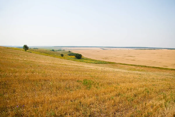 Kharkiv, Ukrayna. Tahılların hasat edildiği bir tarımda altın buğday olgunlaşır. Altın tanecikler.