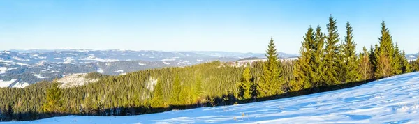 Auf dem schneebedeckten Rasen stehen die schönen Bäume, die an frostigen Wintertagen mit Schneeflocken übergossen sind — Stockfoto