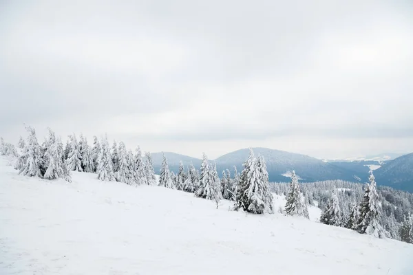 Carpathian mountains, Ukraine. Beautiful winter landscape. The forrest ist covered with snow. — Photo
