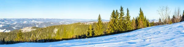 På gräsmattan täckt med snö fina träden står hälls med snöflingor i frostig vinterdag — Stockfoto