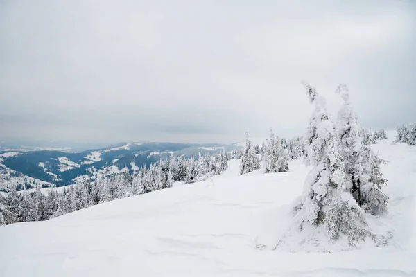 Carpathian mountains, Ukraine. Beautiful winter landscape. The forrest ist covered with snow. — ストック写真