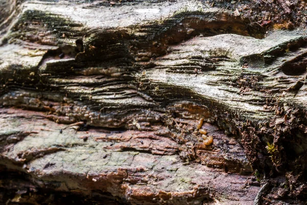 Küçük bir deresi, vahşi bir nehri ve renkli yaprakları olan güzel bir sonbahar ormanı. Sonbaharda Ukrayna ormanları. Karanlık Orman.