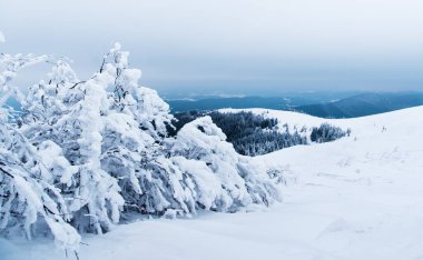 Karpat Dağları, Ukrayna. Kış dağlarında karla kaplı ağaçlar - Noel karlı zemin