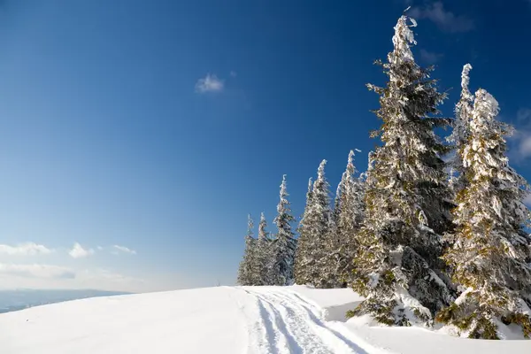 Carpathian mountains, Ukraine. Wonderful snow-covered firs against the backdrop of mountain peaks. Panoramic view of the picturesque snowy winter landscape. Gorgeous and quiet sunny day. — Fotografia de Stock