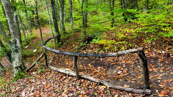 Hermoso bosque salvaje de otoño con un pequeño arroyo o río salvaje y coloridas hojas caídas. Bosque ucraniano en otoño. Bosque oscuro. —  Fotos de Stock