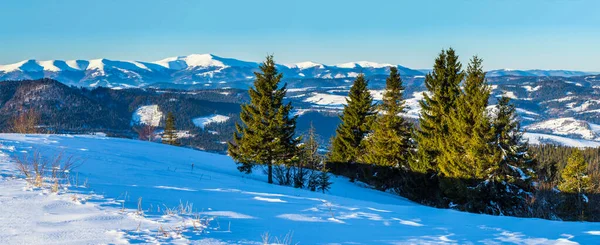 A gyepen hóval a fák állnak öntött hópelyhek a fagyos téli napon — Stock Fotó