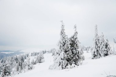 Carpathian mountains, Ukraine. Beautiful winter landscape. The forrest ist covered with snow.