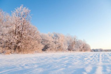 Kar yağışı sırasında don kaplı kuru bitkilerle kış atmosferik manzarası. Kış Noel arkaplanı