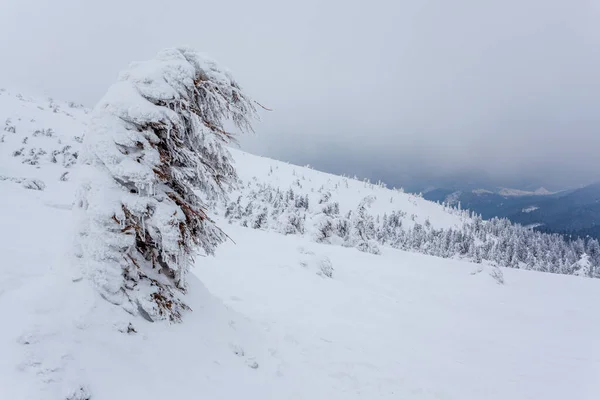 Frozen snow-covered fir forest after snowfall and gray sky in haze at winter day. Carpathian Mountains, Ukraine — Stock Photo, Image