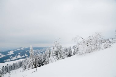 Karpat Dağları, Ukrayna. Güzel kış manzarası. Orman işçisi karla kaplı..