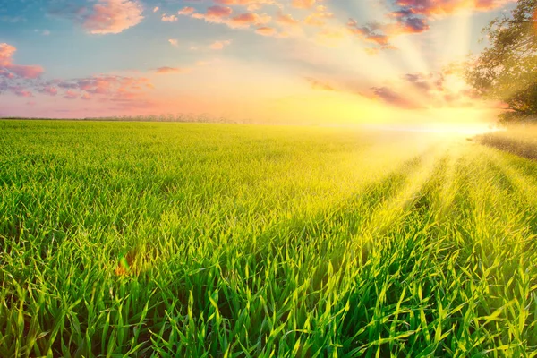 Green wheat field at sunset sun glare grass summer day trees sky rows — 스톡 사진