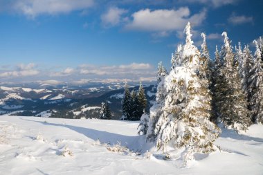 Karpat Dağları, Ukrayna. Dağ zirvelerinin arka planına karşı karla kaplı harika fırtınalar. Resimli karlı kış manzarasının panoramik görüntüsü. Muhteşem ve sakin güneşli bir gün..