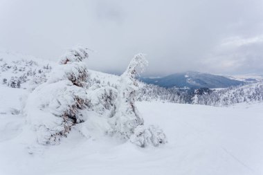 Kardan sonra karla kaplı köknar ormanı ve kış günü sisli gri gökyüzü. Karpat Dağları, Ukrayna