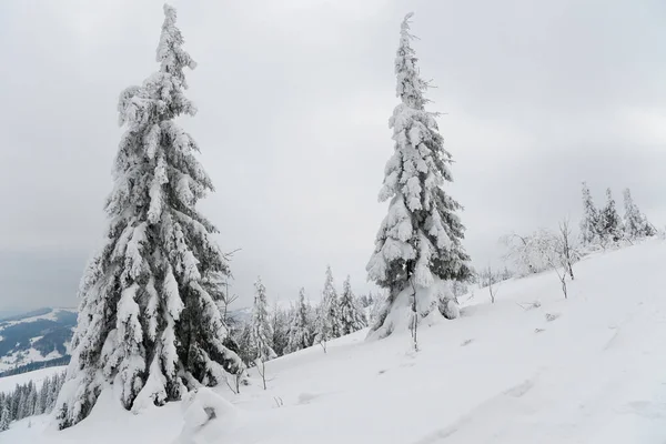 Carpathian mountains, Ukraine. Beautiful winter landscape. The forrest ist covered with snow. — Stock fotografie