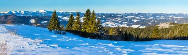 No gramado coberto de neve as árvores agradáveis estão de pé derramado com flocos de neve no dia de inverno gelado — Fotografia de Stock