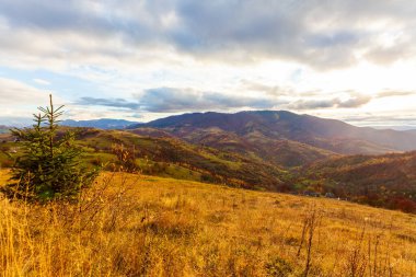 Güneşin altında parlayan sihirli sarı ağaçlar. Olağanüstü ve güzel bir sahne. Turist eğlencesi. Karpat Dağları, Ukrayna. Güzellik dünyası.