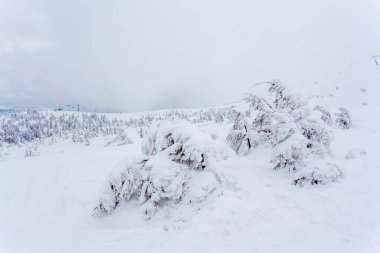 Kardan sonra karla kaplı köknar ormanı ve kış günü sisli gri gökyüzü. Karpat Dağları, Ukrayna