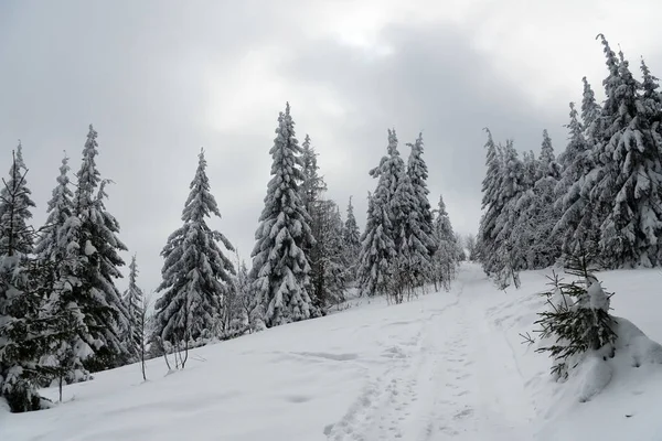 Carpathian mountains, Ukraine. Beautiful winter landscape. The forrest ist covered with snow. — Stock Photo, Image