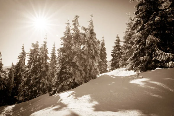 Abeti innevati sullo sfondo di cime di montagna. Vista panoramica sul pittoresco paesaggio invernale innevato . — Foto Stock