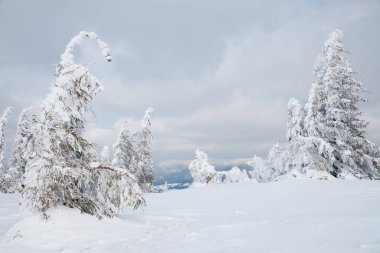 Karpat Dağları, Ukrayna. Kış dağlarında karla kaplı ağaçlar - Noel karlı zemin