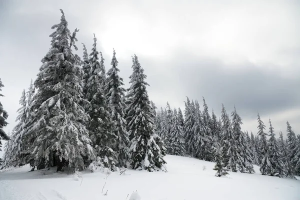 Carpathian mountains, Ukraine. Beautiful winter landscape. The forrest ist covered with snow. — Foto Stock