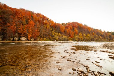Sonbaharda şelalenin manzarası. Sonbahar renklerinde şelale. Sonbahar manzarasında dağ nehri. Ukrayna, Stryj Nehri.