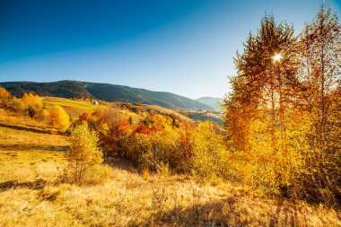 Sonbahar günü Ukrayna Karpatlar renkli ağaçlar, pus parlayan güneş ışınları muhteşem ışık efektleri ile nazik. Kayın huş blue Dağları arka plan üzerinde çok güzel