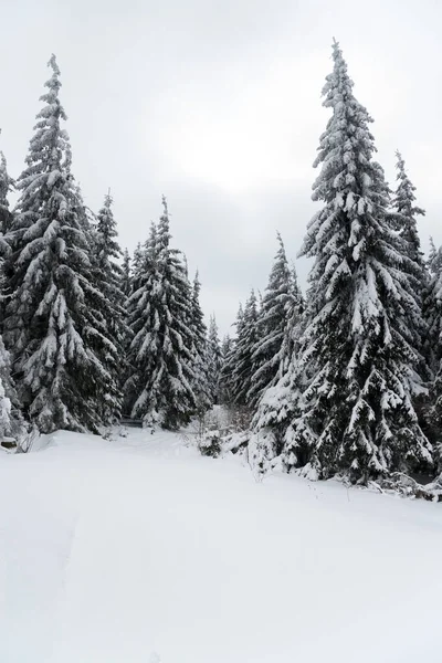 Carpathian mountains, Ukraine. Beautiful winter landscape. The forrest ist covered with snow. — Stok fotoğraf