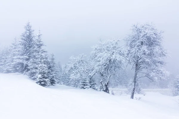 Karla kaplı ağaçlarla kaplı güzel bir kış manzarası. Kış dağları.