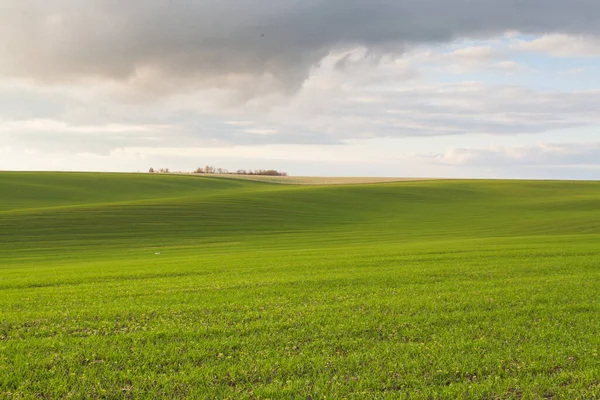 Mavi gökyüzü ve bulutlu buğday tarlası. Doğa manzarası. Ukrayna 'nın kırsal kesiminde. Zengin hasat kavramı. 
