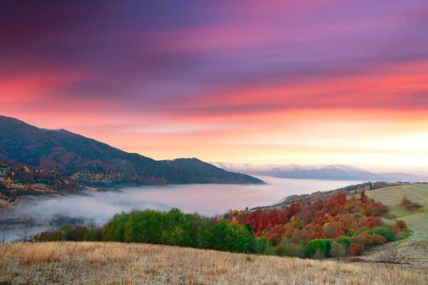 Ukraine. Warm autumn in the Carpathians. Very beautiful picturesque, beech, birch and pine forests on the slopes of the Synevyr Mountains glow with bright colors against the backdrop of sunset.